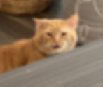 IMG_1301.jpeg