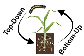 Copy of Copy of Microbiota Project.png