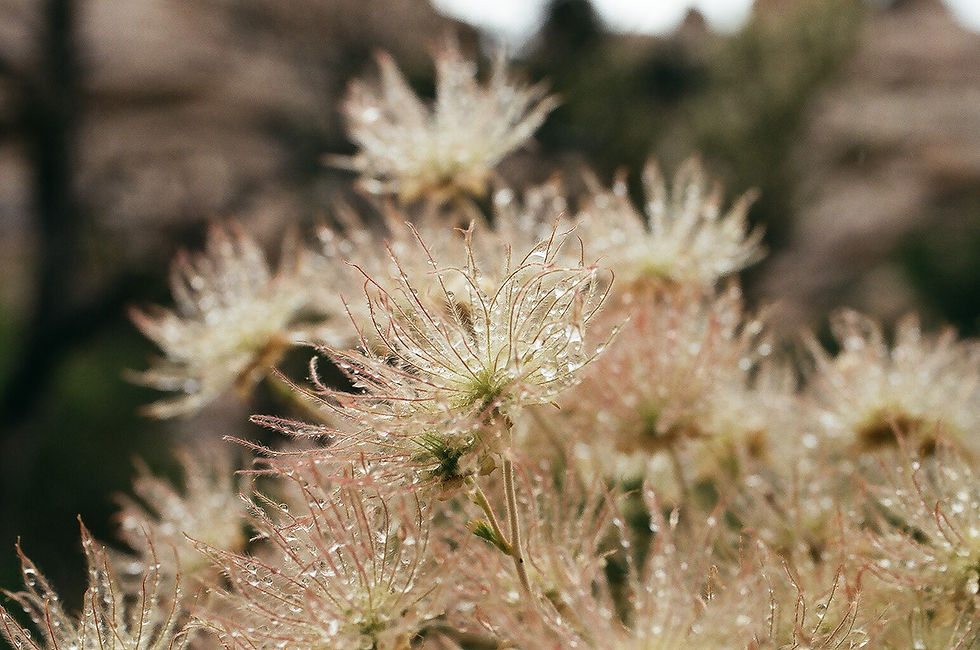 Desert Wildflower heavy with raindrops.