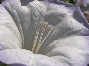 Macro photo of white desert wildflower and stamens