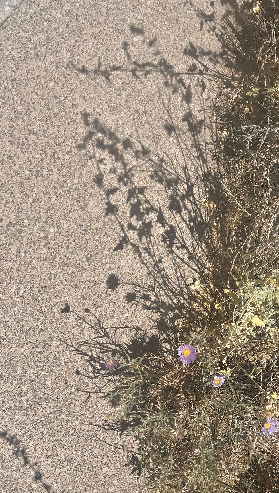 Wildflower shadows on sidewalk, abstract pattern in light