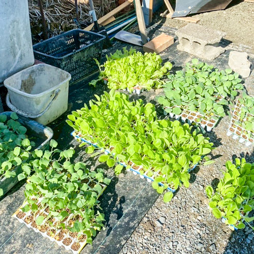 野菜の苗たち