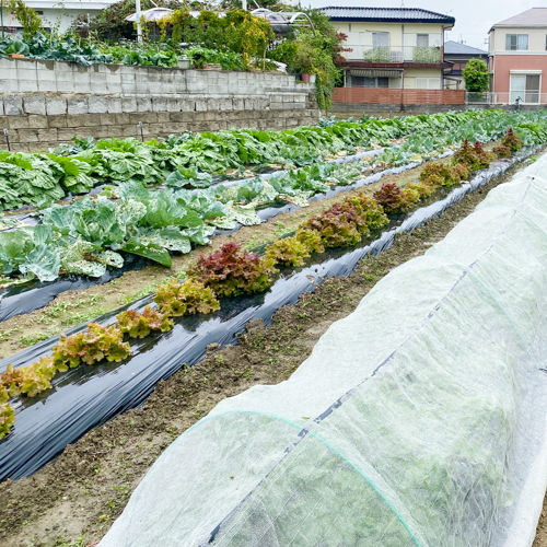 キャベツはかなり美味しいらしい（虫より）
