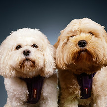 Albert & Arnold Paws for pals.JPG