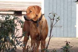 IMG-20251206-WA0036