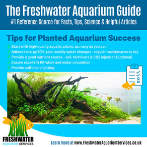 Tips For Planted Aquarium Success