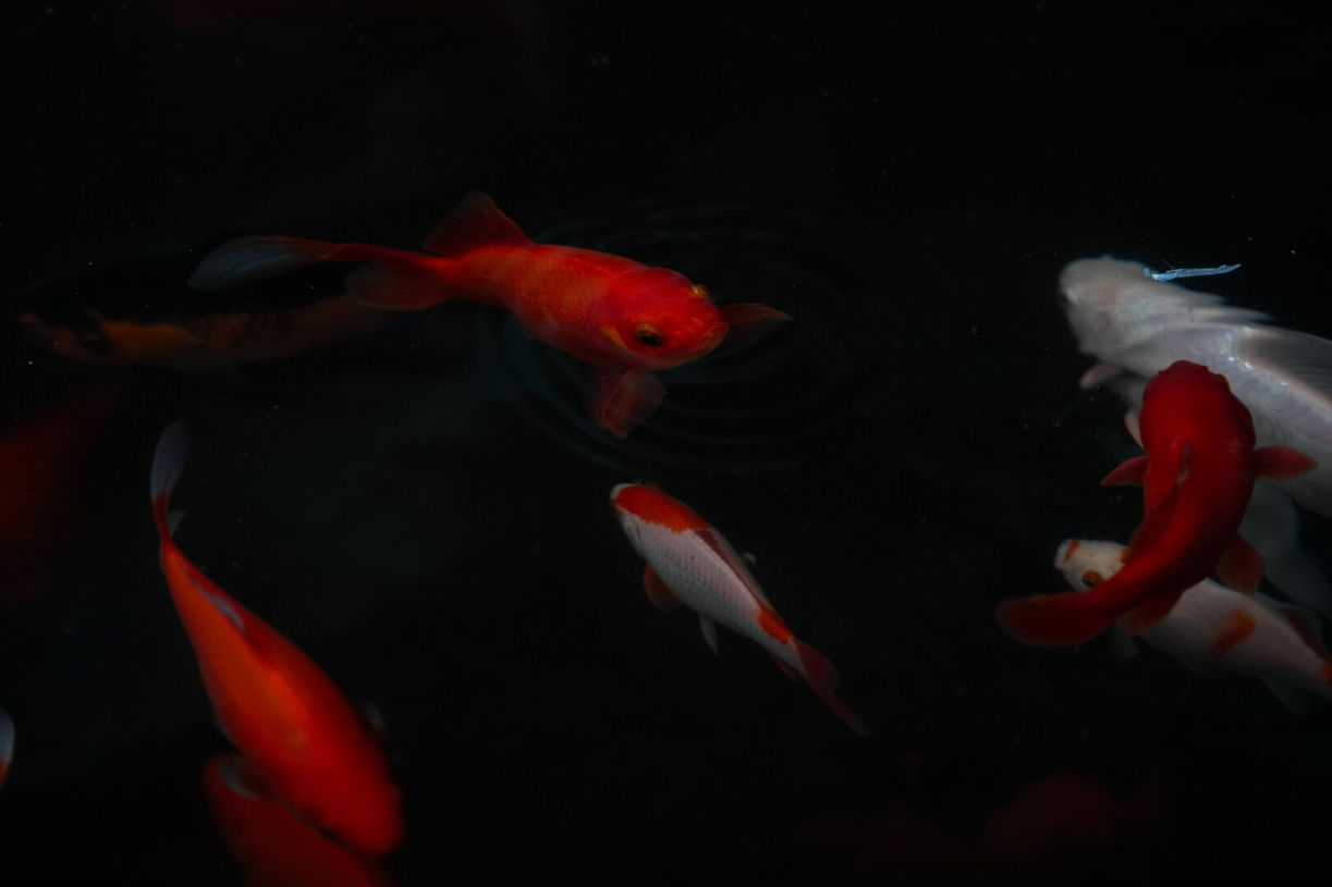 The Village Windhoek.jpg