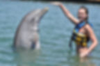 dolphin-36