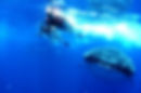 whale-slide09