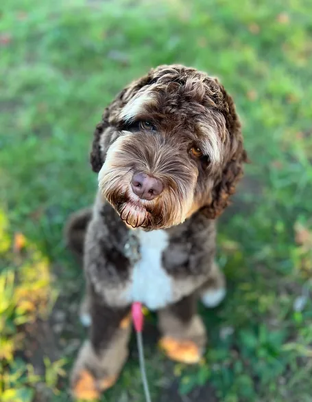 Humphrey.webp