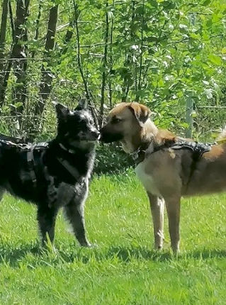 Müssen Hunde Kommunikation lernen?