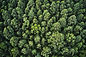 overhead-aerial-shot-of-a-thick-forest-with-beautiful-trees-and-greenery.jpg