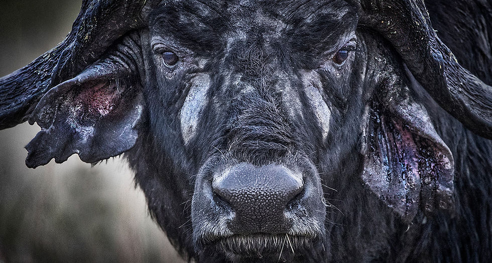 dagga boy_edited.jpg