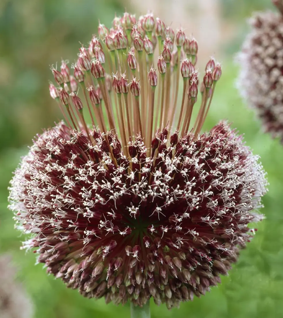 Miniature : fleur d'Ail d'ornement forelock, Allium amethystinum 'Forelock'