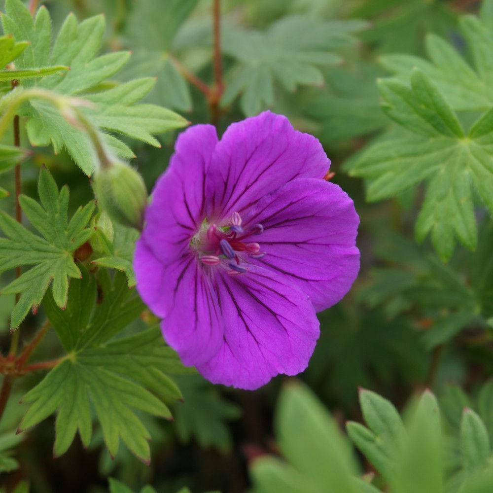 fleur de Géranium sanguin, Geranium sanguineum 'Tiny Monster'