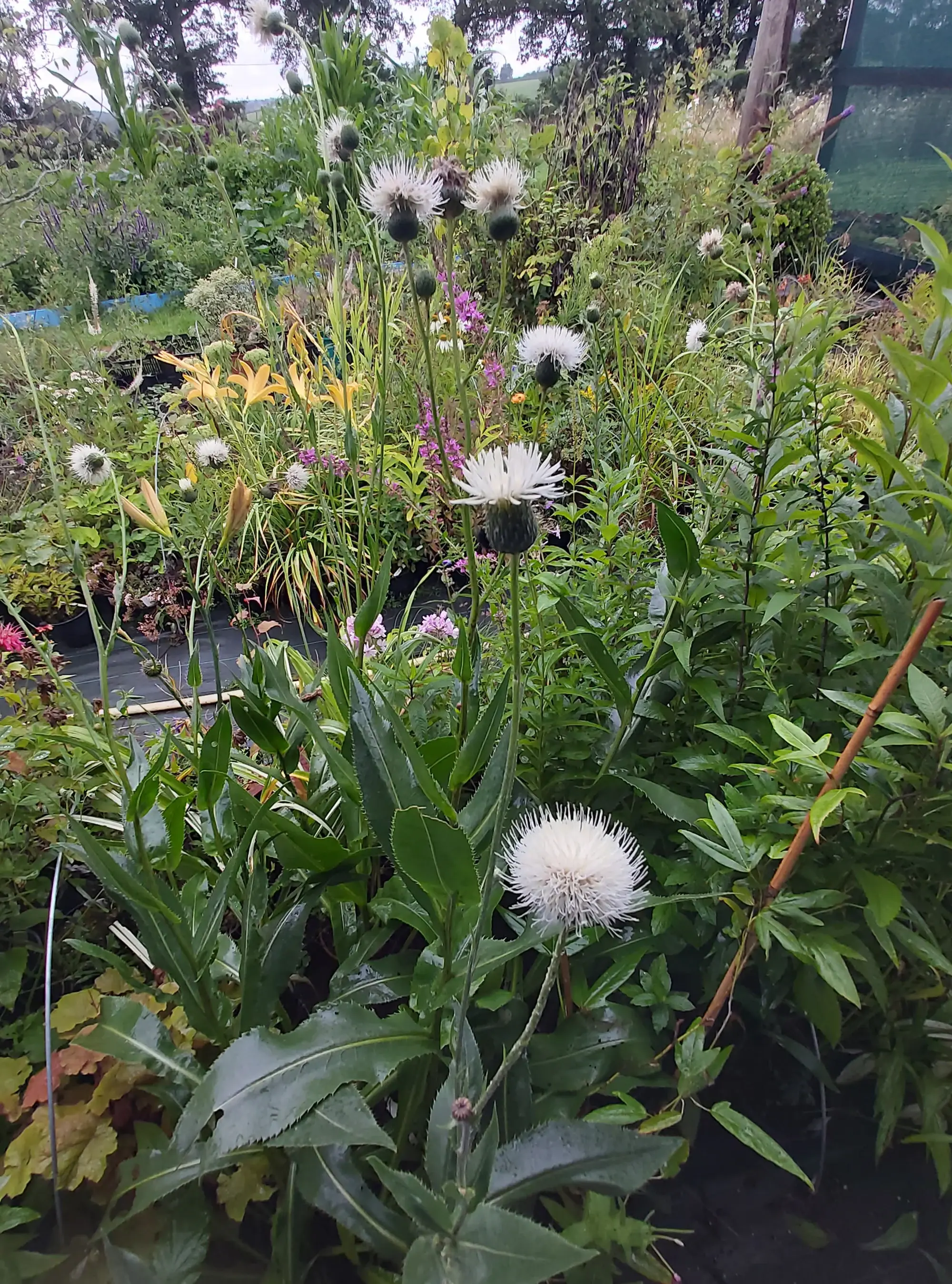 plant de Cirse de Hongrie, Circium pannonicum 'Album'