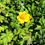 Miniature : Trolle de Chine, Trollius chinensis 'Golden Queen' en fleurs