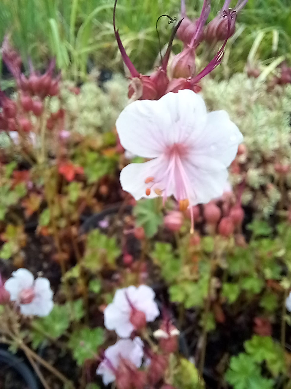 Miniature : fleurs de Géranium vivace, Geranium x cantabrigiense 'Biokovo'