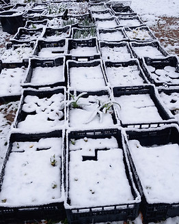 La pépinière du Jardin du Bout du Ciel en hiver