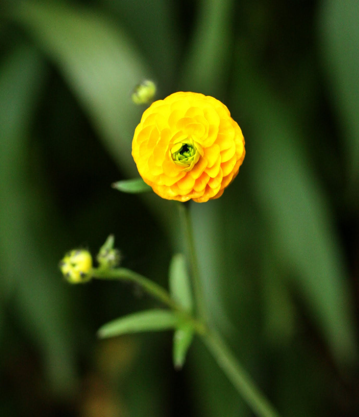Renoncule acre, Ranunculus acris 'Multiplex' fleur