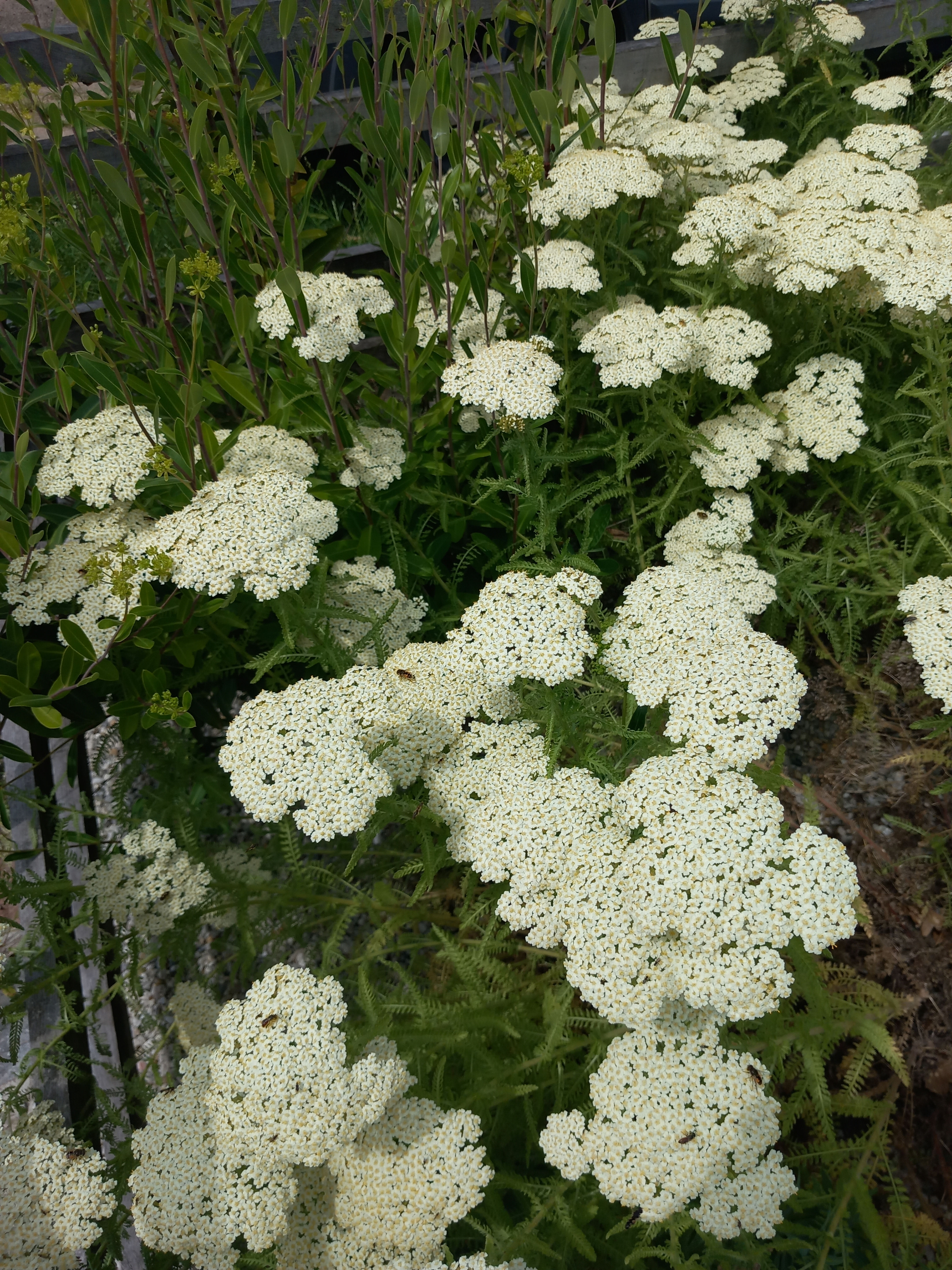 Achillée à feuilles de criste marine, Achillea crithmifolia