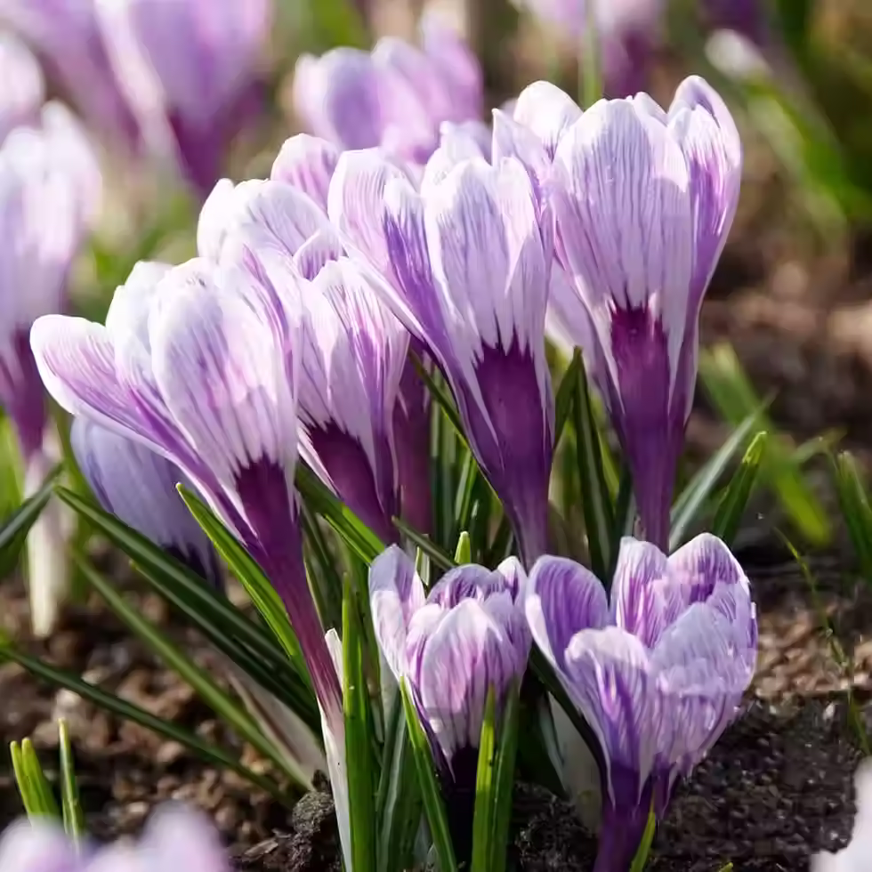 fleurs de Crocus à grandes fleurs Crocus grandiflora 'King of the striped'