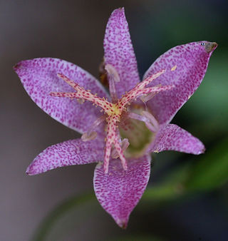 Tricyrtis formosana B&SWJ 355