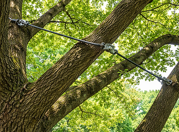Oak tree with cabling system close-up.png