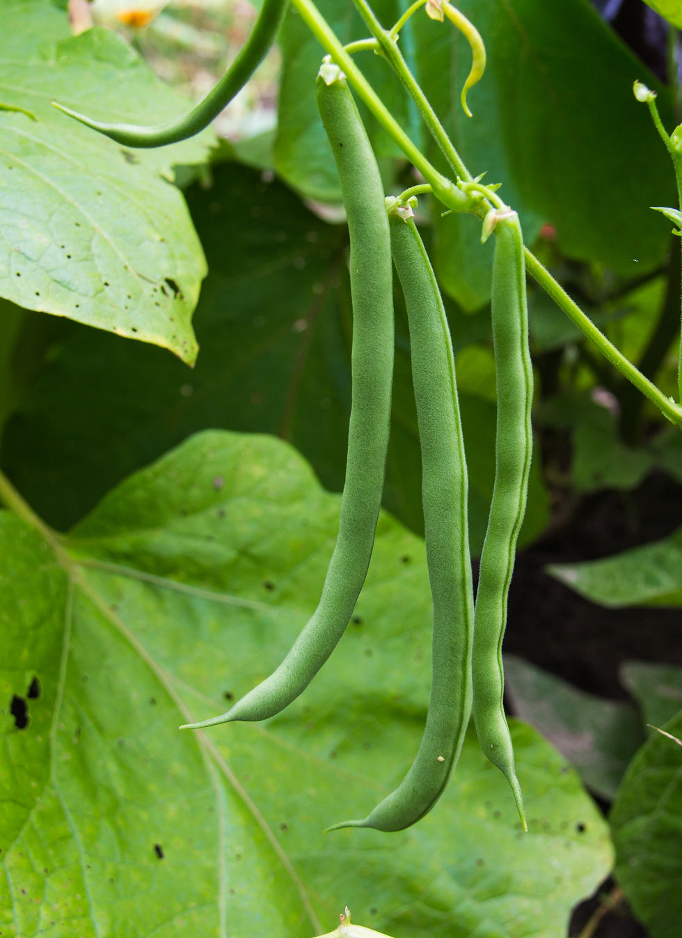 vegetables(green beans)-7125