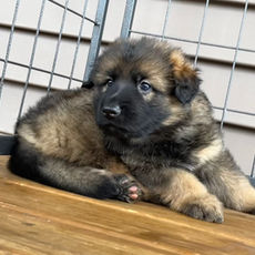 Male, Sable
5 Weeks