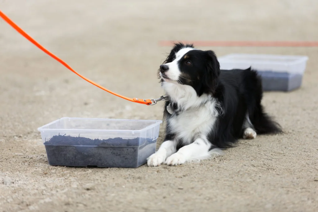 akc-scentwork-my-site