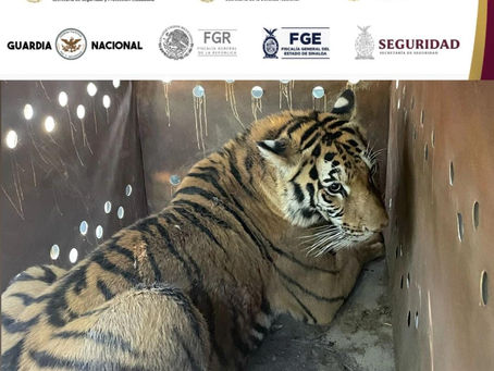 Grupo Interinstitucional asegura 2 tigres de Bengala, explosivos y recupera 3 vehículos con reporte de robo