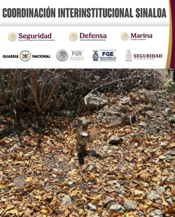 En Elota, grupo interinstitucional asegura y desactiva artefacto explosivo