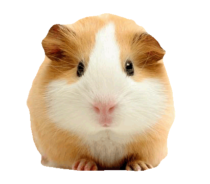 El hamster