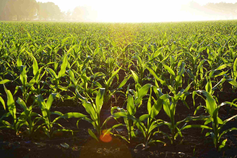 Peran cuaca dalam agroindustri menjadi faktor penentu keberhasilan panen. Data cuaca yang akurat dibutuhkan untuk mengoptimalkan tata kelola lahan dan input tanaman.