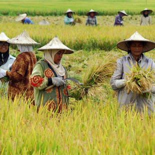 Pentingnya Monitoring Cuaca pada Sektor Pertanian dan Perkebunan