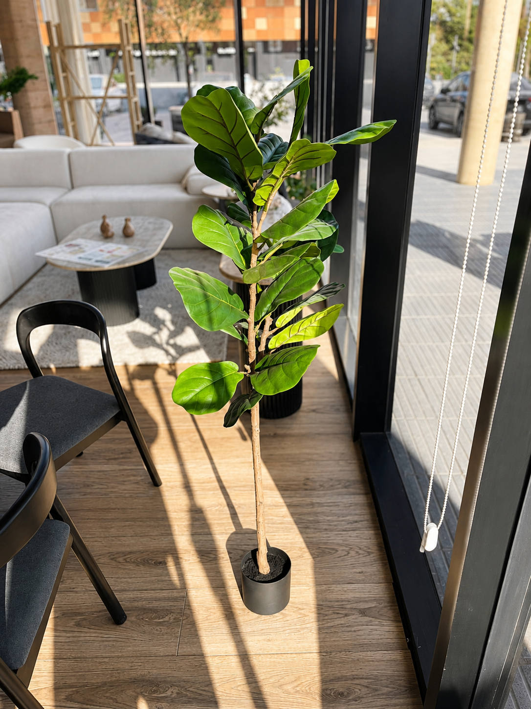 Planta Hoja De Violín