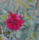 Portrait of a dahlia.jpeg