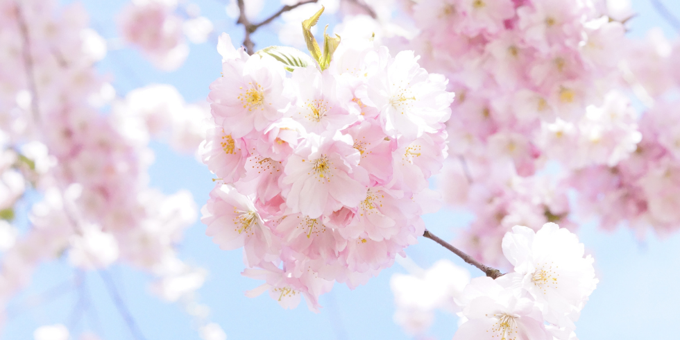 Sakura blossom - 980 x 490.png