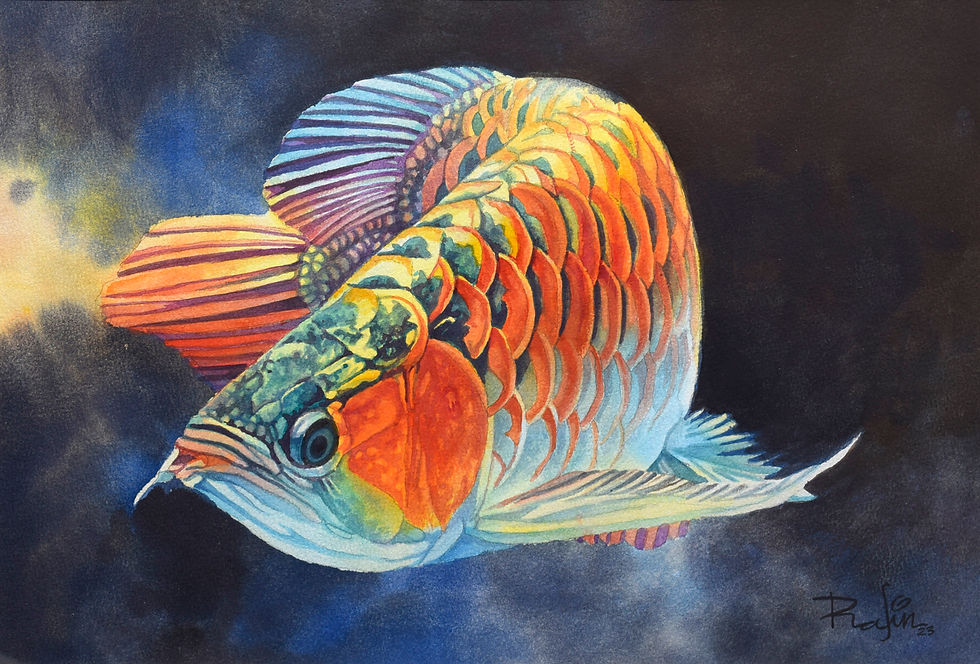 FIERY AROWANA 赤鳞映辉 (2023) | NIK RAFIN