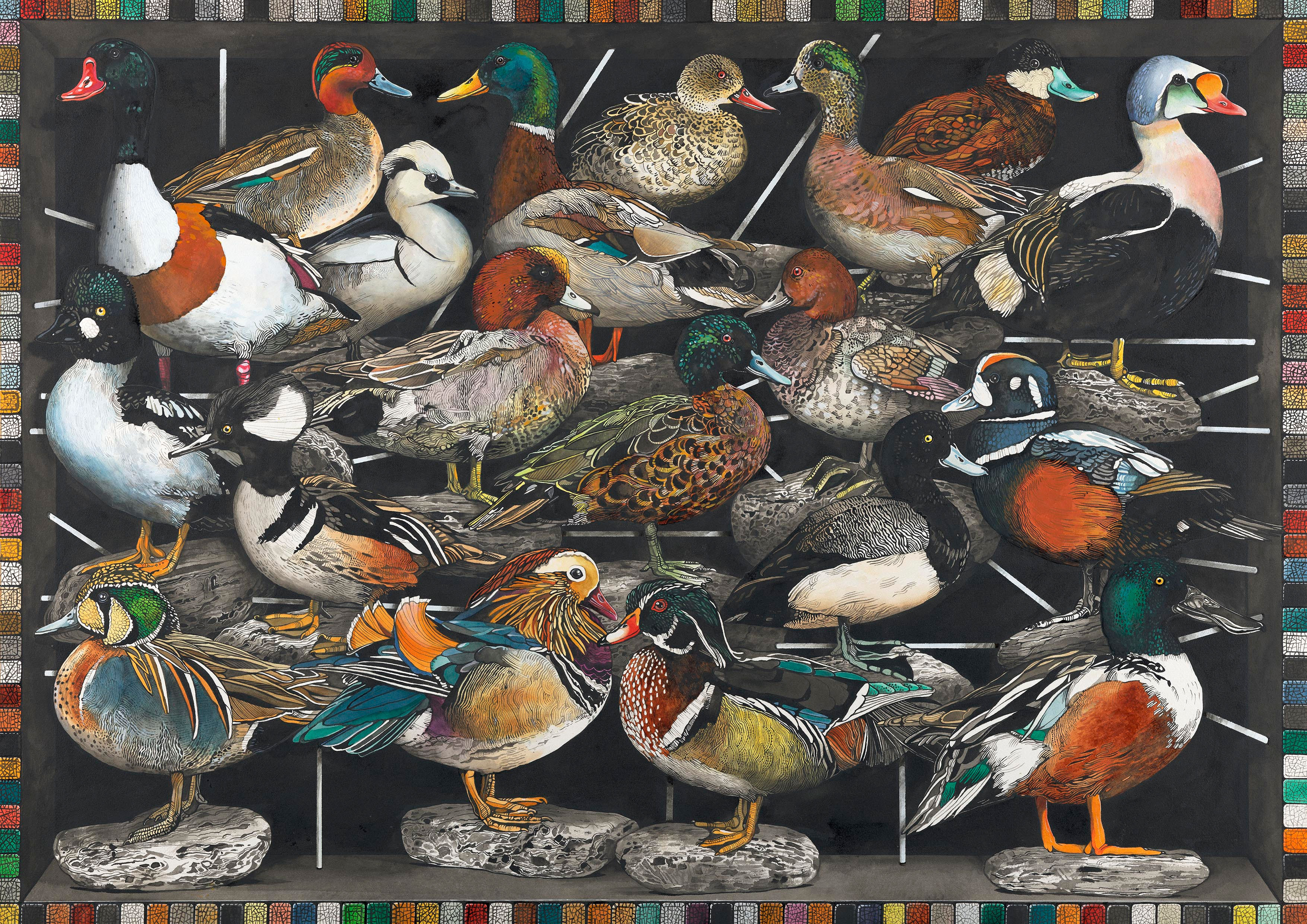 19 varieties of Duck - "Ducks in Rows" Print from a Watercolour Painting By Leo