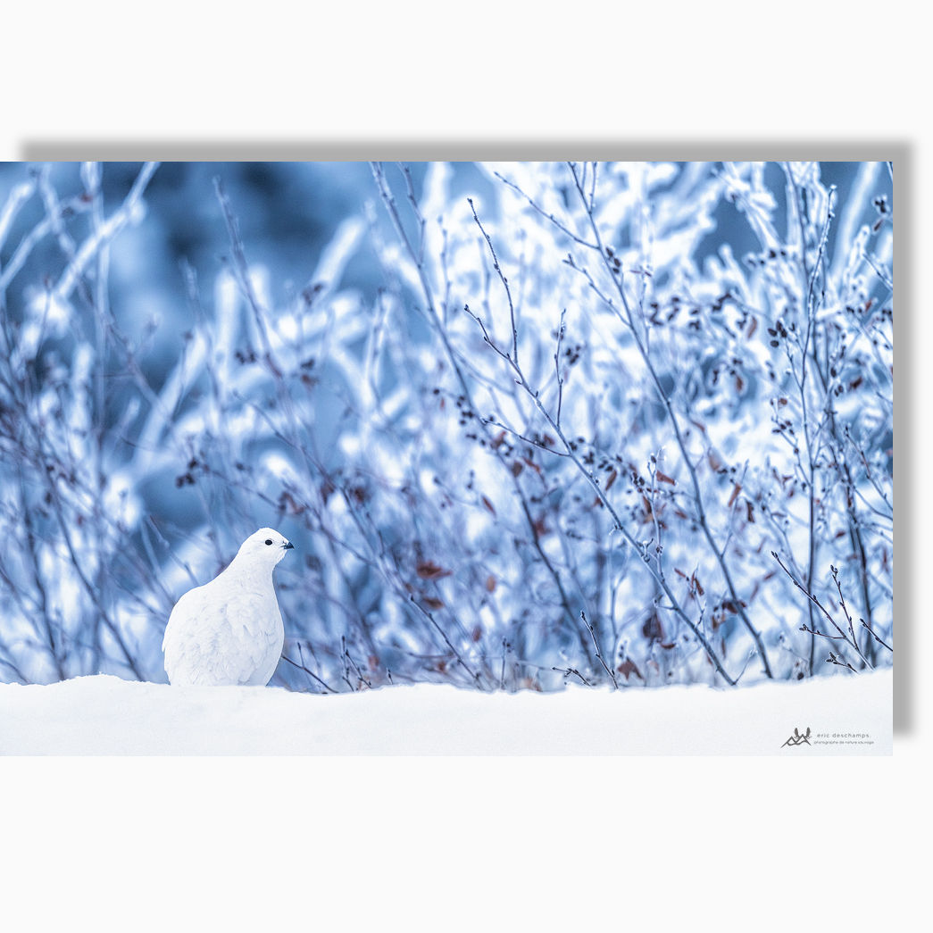 Froid blanc - Impression