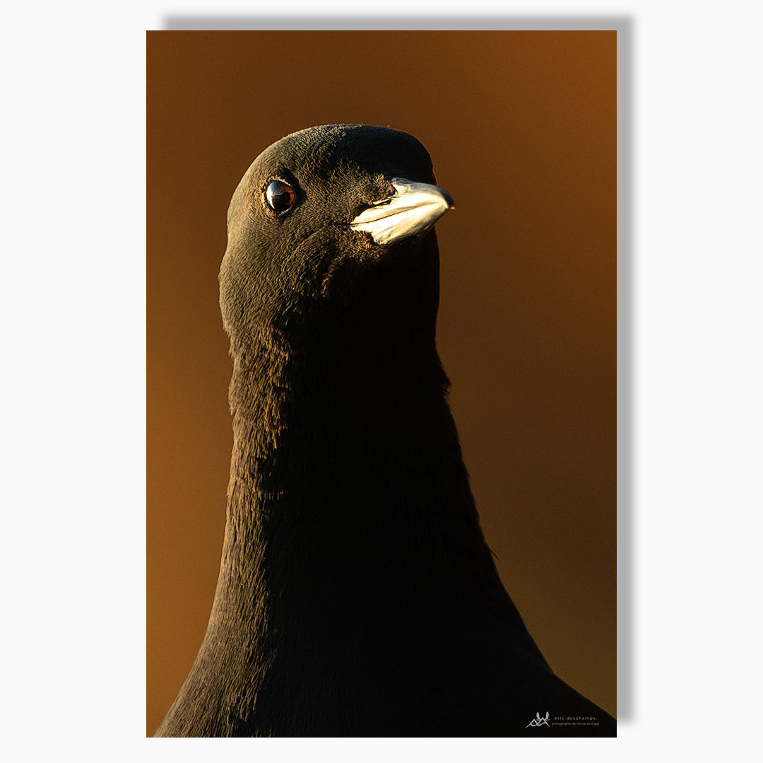 Fière allure - Impression