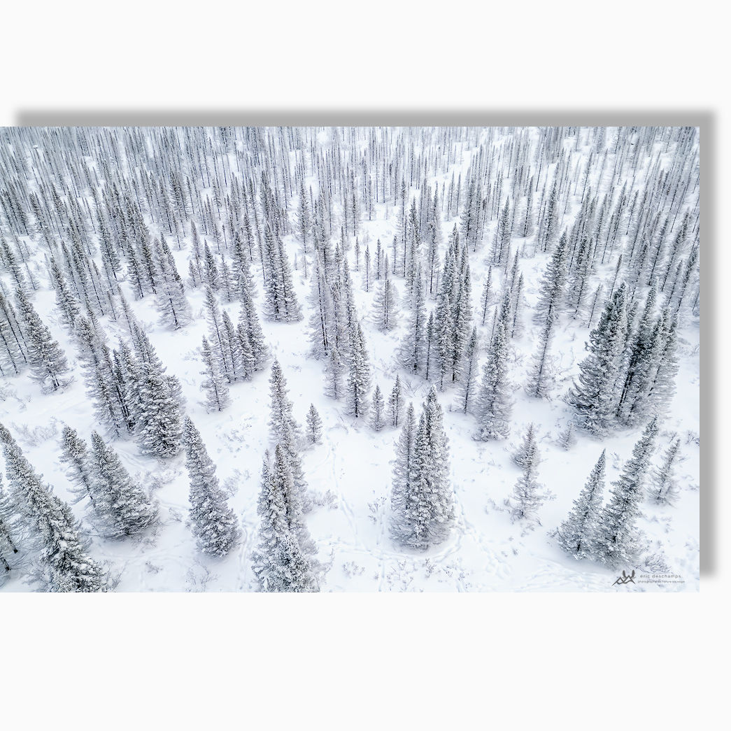 Harmonie de conifères