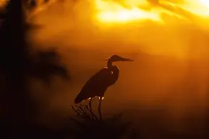 oiseau_grandheron_3_2024.webp