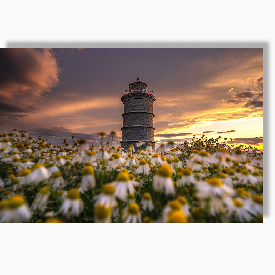 Lueur florale - Impression