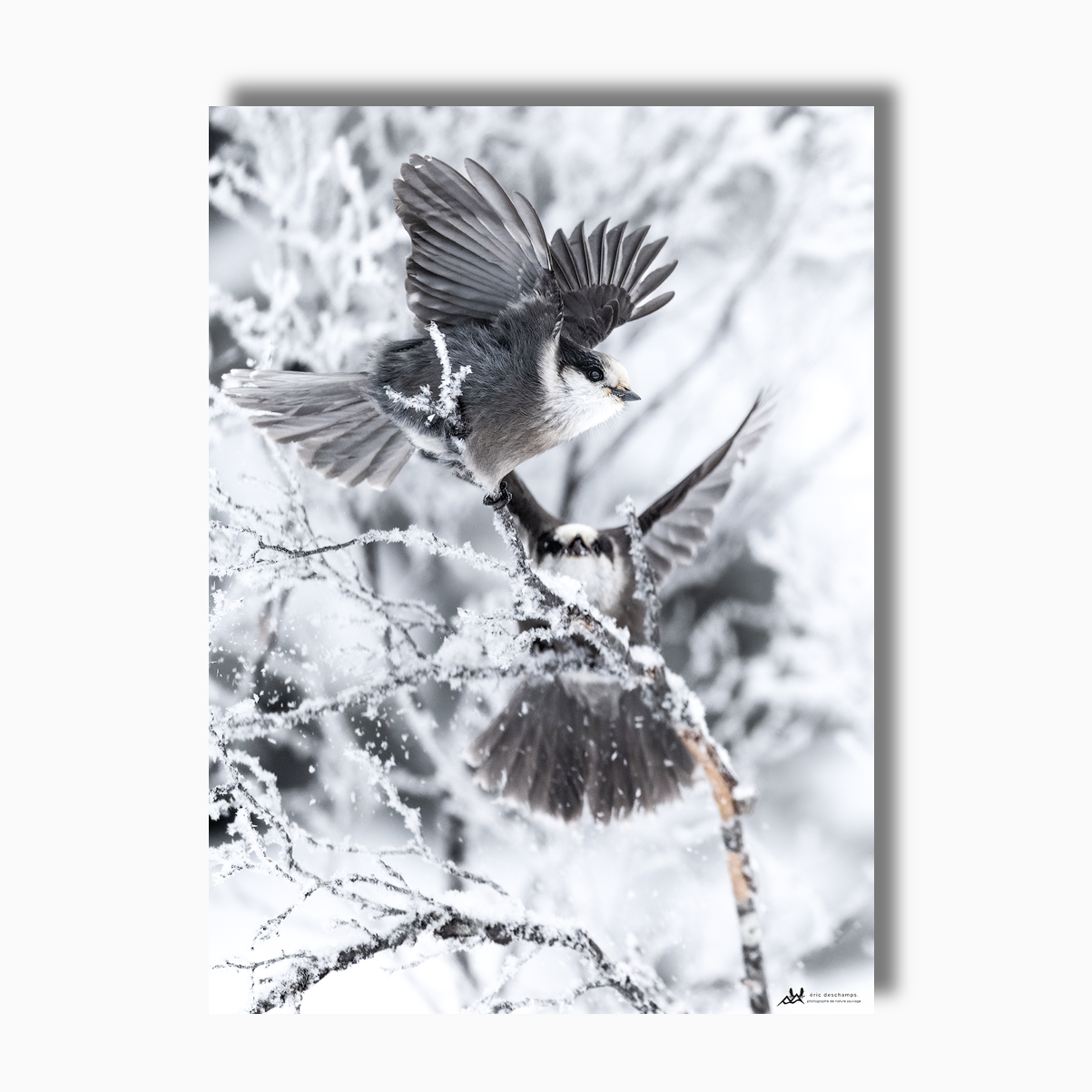 Sérénade de givre | 22"x30"