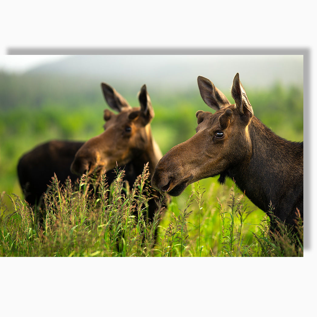 Sérénité des juvéniles - Toile