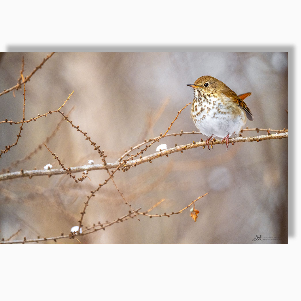 Grive solitaire - Impression