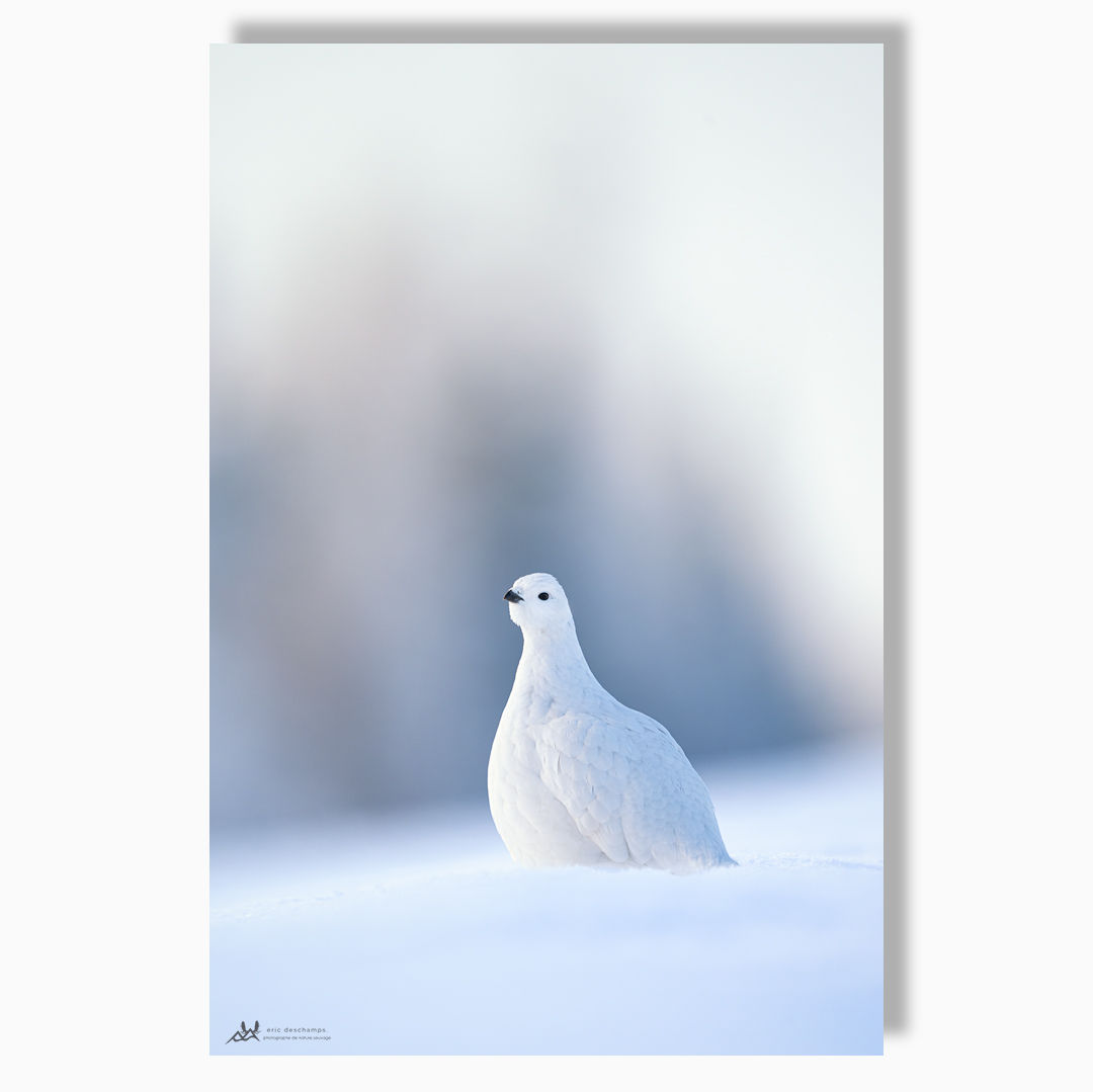 Silence blanc - Impression